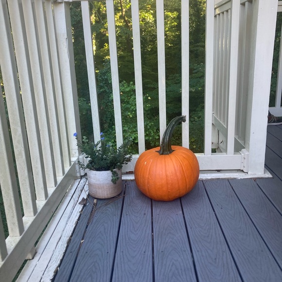 Pumpkin - Picture 1 of 1